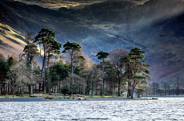 istock Trees on the shore, Buttermere, English Lake District 907980526