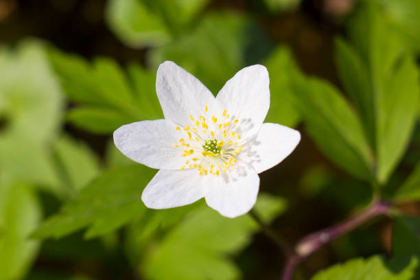 fiore bianco anemone nemorosa, anemone di legno, fiori di vento, ditale, odore volpe - anemone flower wood anemone windflower flower foto e immagini stock