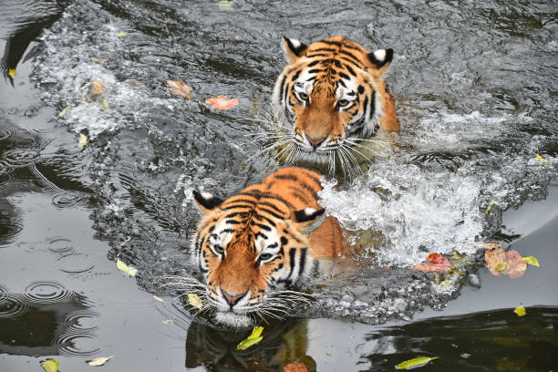 istock High Angle View Of Tigers In Lake 907981608