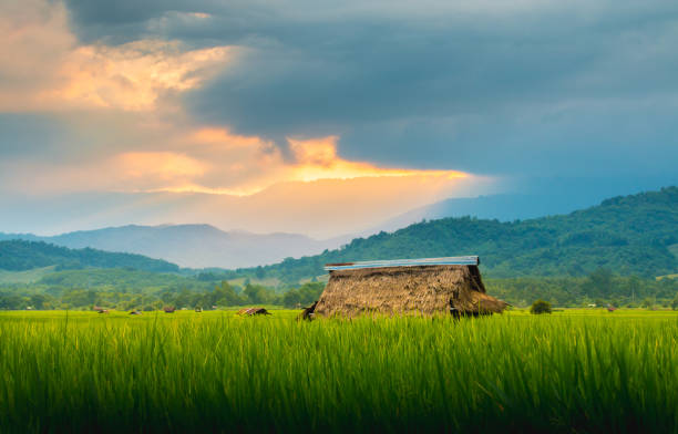 istock Landscape of Thailand rice fields in evening winter 907988188