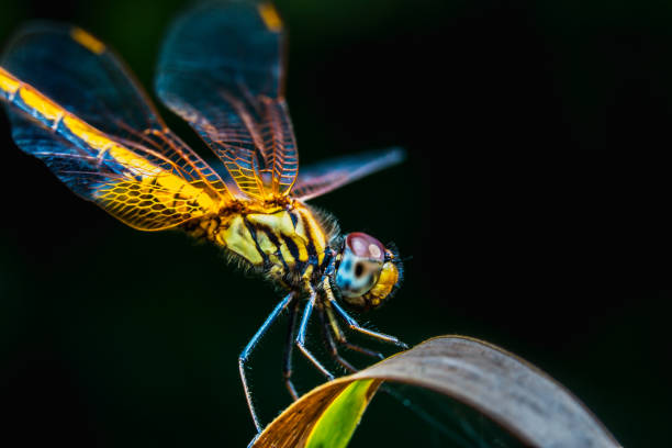 close up macro yellow dragonfly on black background