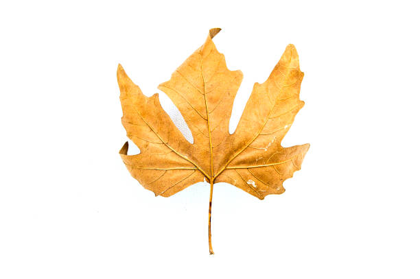 istock dried leaves, dried tree leaves on a white background, 907990008