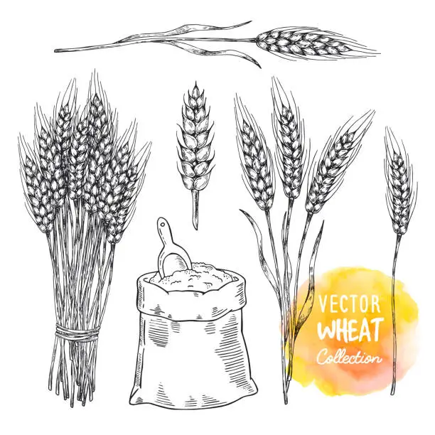 Vector illustration of Hand drawn sketch illustration of wheat. Agriculture theme concept, cereal products, bakery pattern, healthy food.