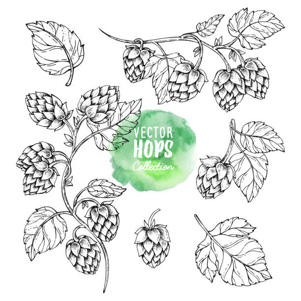 Sketches of hop plant. Hops vector set. Humulus lupulus illustration for packing, pattern, beer illustration. Hop on a branch with leaves in engraving style hops crop illustrations stock illustrations