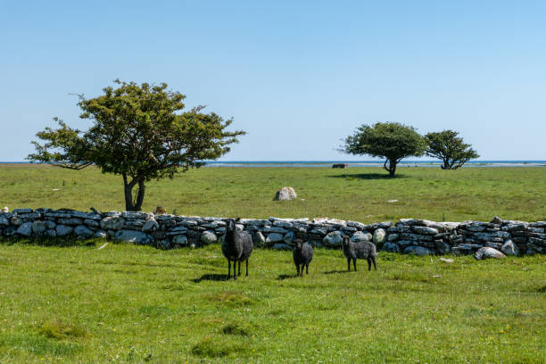 istock Black sheeps standing in front of an old rock wall 907993228