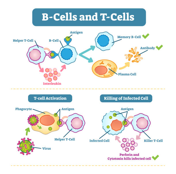 illustrations, cliparts, dessins animés et icônes de les lymphocytes b et lymphocytes t diagramme schématique, illustration vectorielle. - immune cell