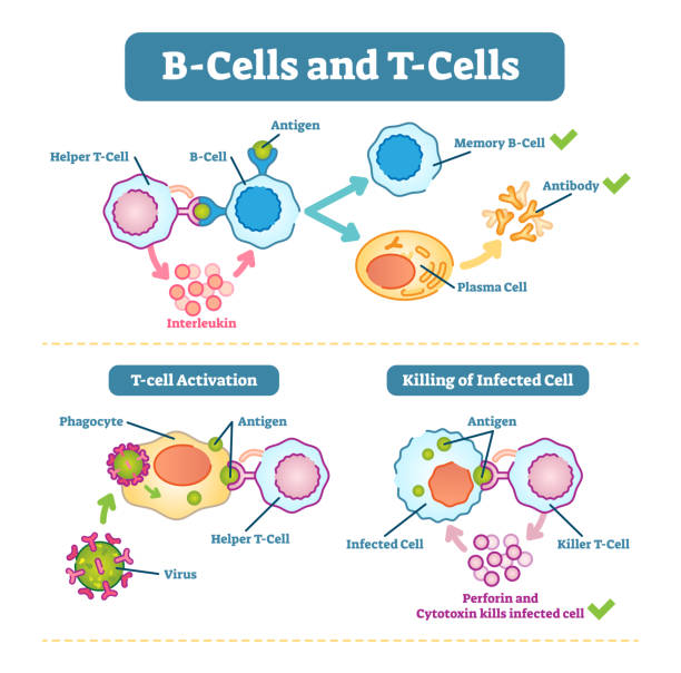 b 세포와 t 세포 회로도, 벡터 일러스트 레이 션. - immune cell stock illustrations