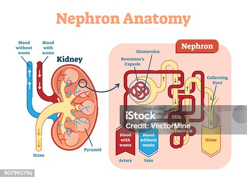 Label the nephron