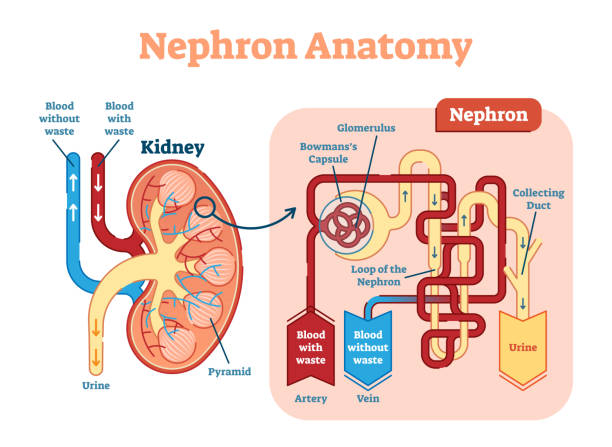 Kidney Nephron anatomy, vector illustration diagram scheme. The nephron is the microscopic structural and functional unit of the kidney. kidney nephron stock illustrations