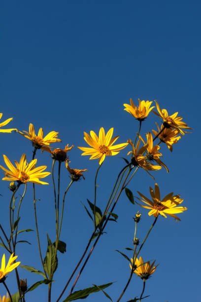 istock Girasol. Cultivated flower. 907993824