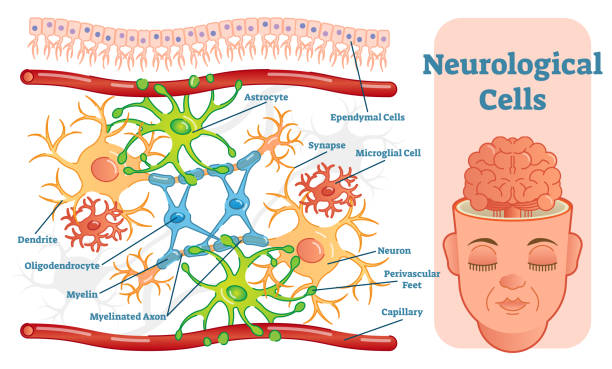 Cells In Brain 220+ Glial Cells Stock Illustrations, Royalty-Free Vector Graphics ...