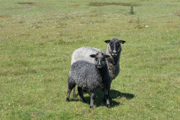 istock Two gray and black sheep on a green field 907994182