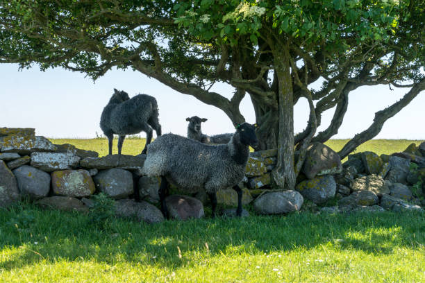 istock Group of black sheep  climbing over a rock wall seeking shelter under a tree 907994398