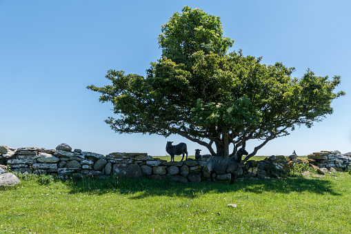 Two black sheep seeking shelter and shadow under an old tree and behind a stone wall on a beautiful summer day on öland outside the Swedish east coast