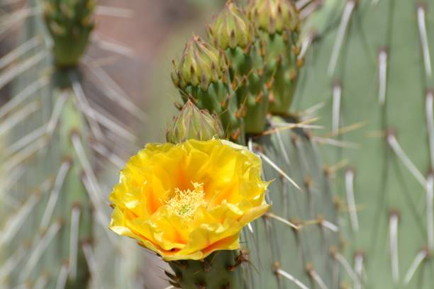 istock Yellow Cactus Flower with Buds 907995368