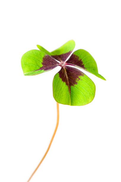 istock Closeup of four leaf clover as sign for hope 907997066