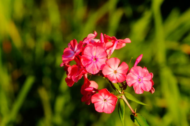 The flower of a red phlox growing in a summer garden.