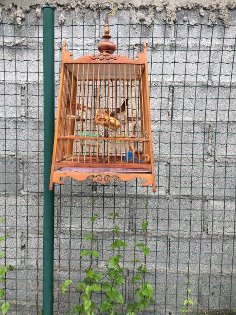 istock Red whiskered bulbul Bird in wood cage 907998182