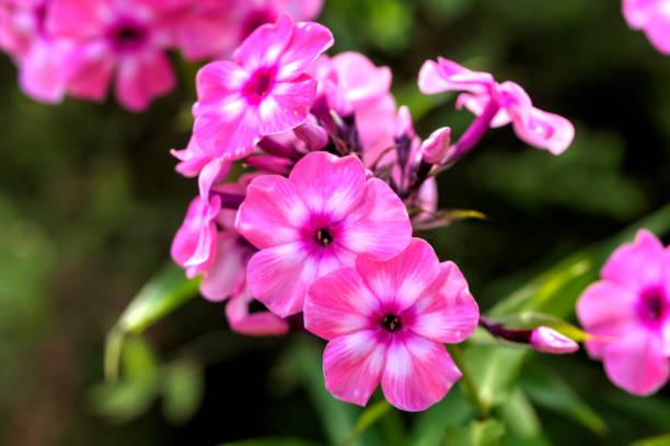 istock Pink phloxes. Cultivated flower. 907998506