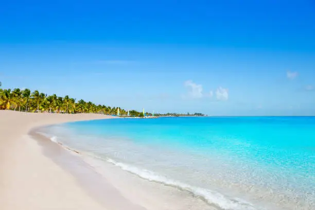 Photo of Key west florida Smathers beach palm trees US