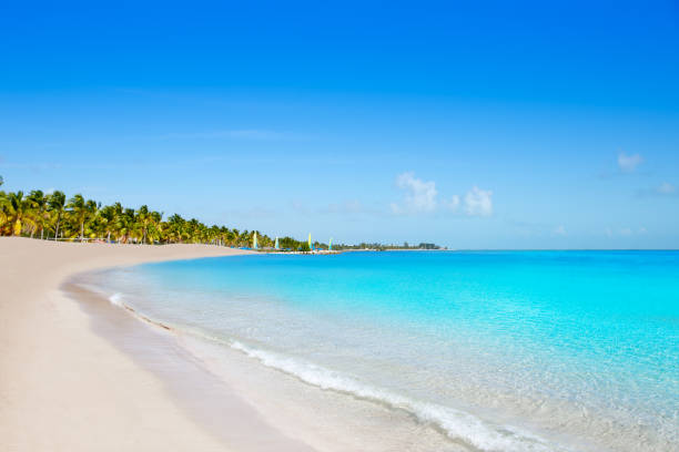 key west florida smathers beach palm trees us - key west imagens e fotografias de stock