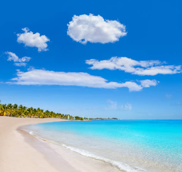 istock Key west florida Smathers beach palm trees US 908001208