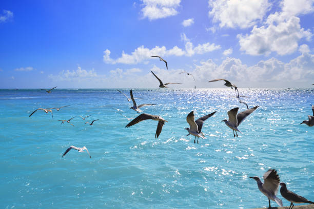 istock Key west florida beach Clearence S Higgs 908001734