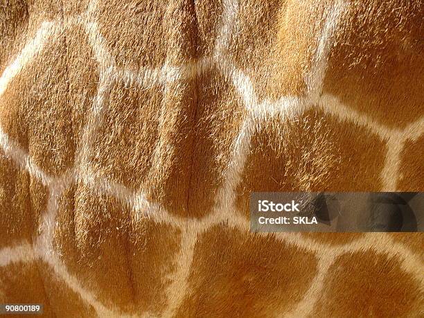 Giraffe Pelliccia Motivo Luce Del Sole Primo Piano - Fotografie stock e altre immagini di Africa