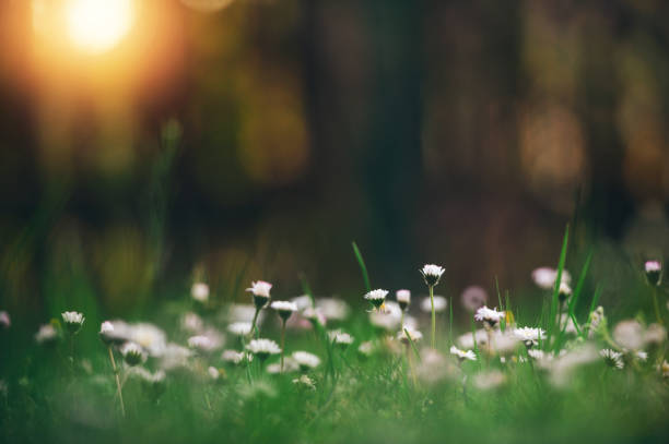 istock Spring Daisies In The Morning 908002172