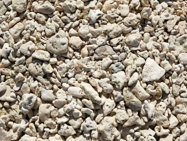 Key West beach shells sand detail in Florida USA fort Zachary Taylor