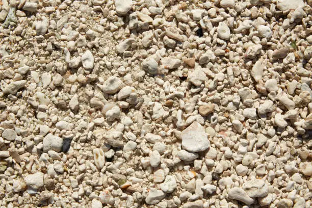 Key West beach shells sand detail in Florida USA fort Zachary Taylor