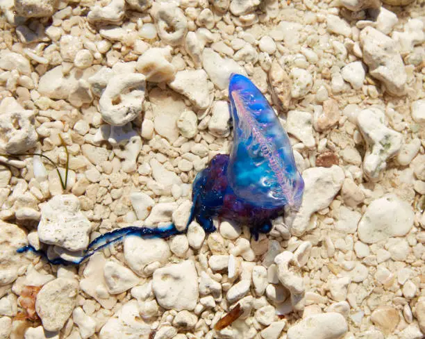 Photo of Portuguese man o war Physalia physalis jellyfish