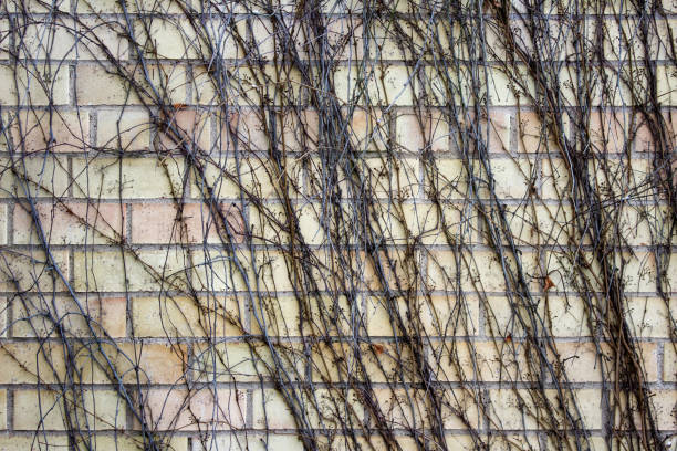 rami di vite senza foglie - ivy brick wall vine foto e immagini stock