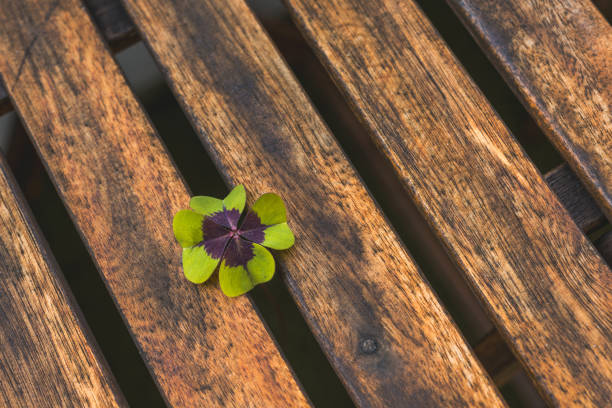Closeup of a four leaf clover symbolizing luck and success in front of wooden table