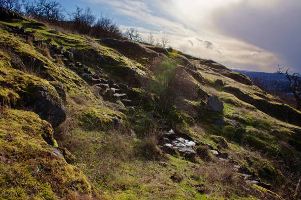 istock Garry Oak Ecosystem at Christmas Hill 908005710
