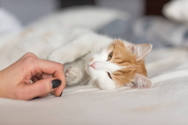 istock Tricolor Cat Fondled 908005774