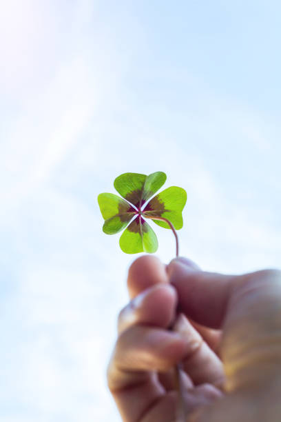 istock Four leaf lucky clover held by hand against sky 908005910