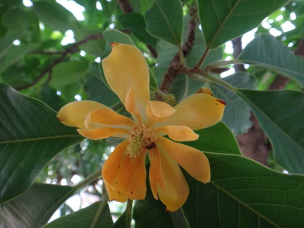 istock Champak - Yellow or orange flower 908006278