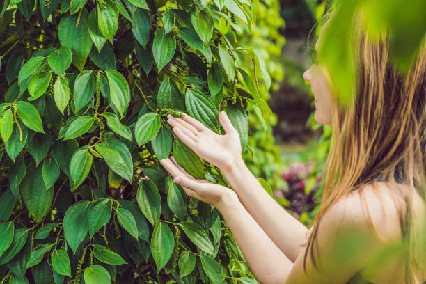 Young woman on a black pepper farm in Vietnam, Phu Quoc Young woman on a black pepper farm in Vietnam, Phu Quoc. kampot stock pictures, royalty-free photos & images