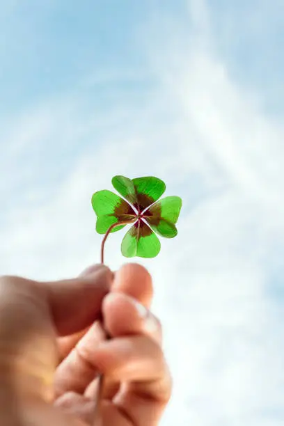 Closeup of a four leaf lucky clover held by a hand against blue sky as template