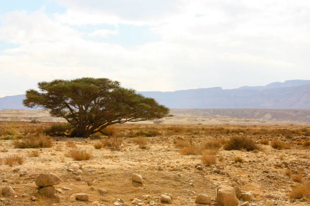 istock colors of Israel 908006948