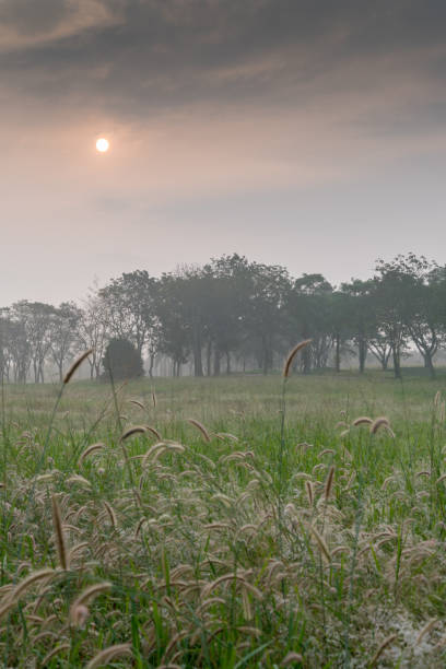 istock Sunrise morning with grass meadow in foreground with morning mist 908008056