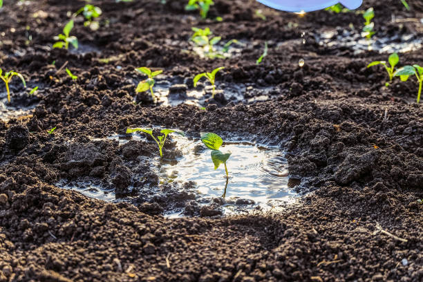 istock Green young vegetable shoots after watering. Pepper seedlings in open ground. 908008560