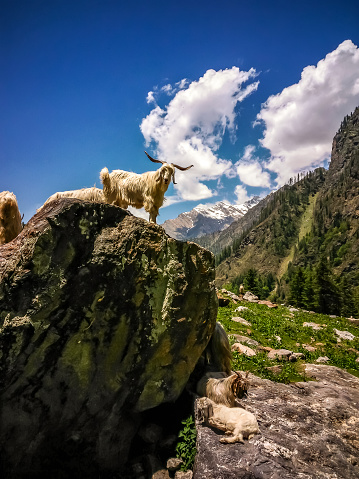 Goats standing on the rock. Beautiful view of Himalayan mountains, Kheerganga, Parvati valley, Himachal Pradesh, northern India