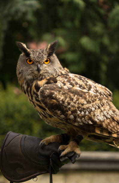 istock an brown eagle owl on  a hand covered with glove staring at the camera 908009128