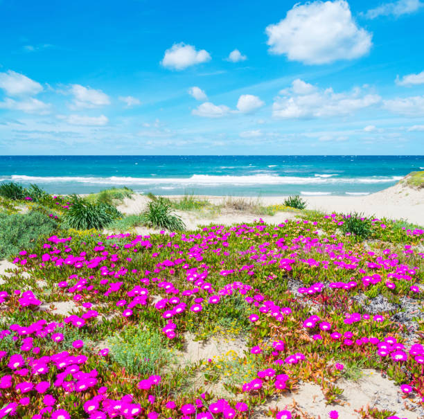 Flowers by the sea in Platamona beach, Sardinia