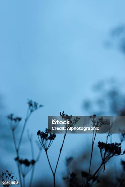 Photo libre de droit de Cerfeuil Sauvage De Graines Chefs banque d'images et plus d'images libres de droit de Beauté de la nature - Beauté de la nature, Bleu, Capitule