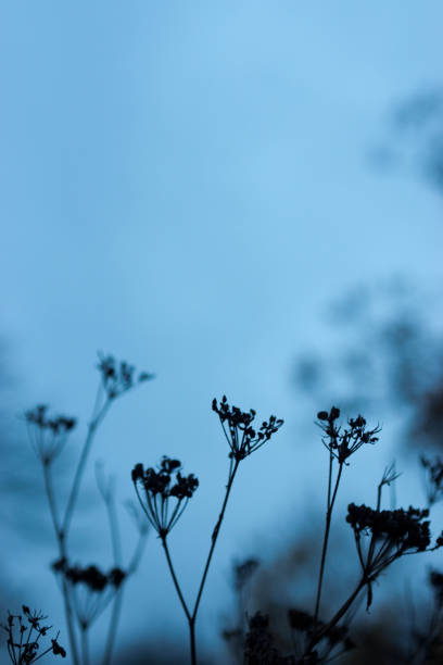 istock Cow parsley seed heads 908011518