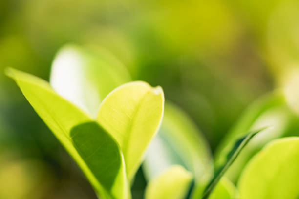 istock Closeup nature view of green leaf 908011540