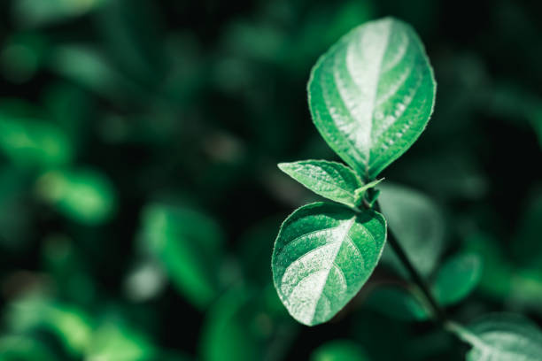 istock Closeup nature view of dark green leaf 908011564